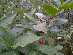Lonicera alpigena