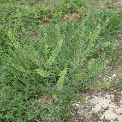 Lepidium virginicum