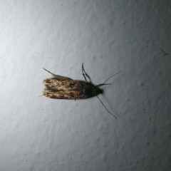 Hofmannophila pseudospretella