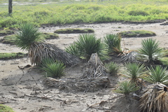 Agave angustifolia