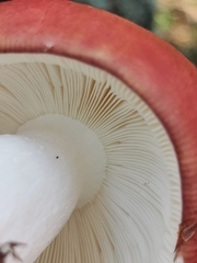 Russula paludosa