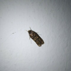 Hofmannophila pseudospretella