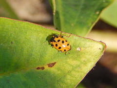 Hippodamia tredecimpunctata