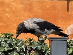 Corvus cornix