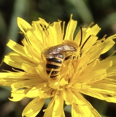 Colletes hederae