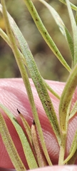 Galatella biflora