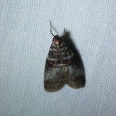 Acrobasis advenella