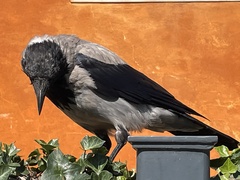 Corvus cornix