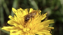 Colletes hederae