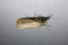 Agriphila straminella