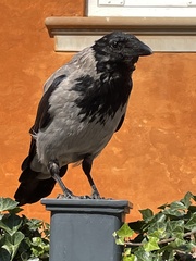 Corvus cornix