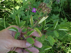 Thalictrum aquilegiifolium