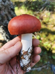 Russula paludosa