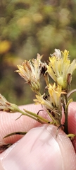 Galatella biflora