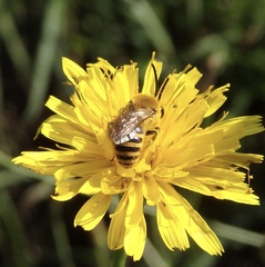 Colletes hederae