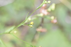 Linum medium texanum