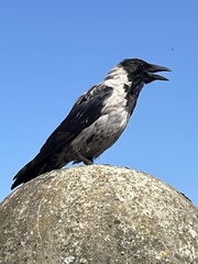 Corvus cornix