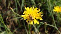 Colletes hederae