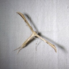 Emmelina monodactyla