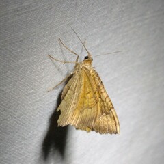 Camptogramma bilineata