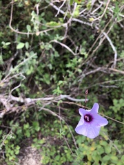 Ipomoea ternifolia