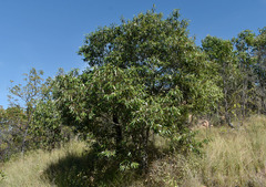 Alphitonia excelsa