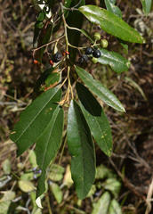 Alphitonia excelsa