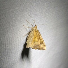 Camptogramma bilineata