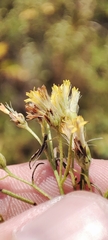 Galatella biflora
