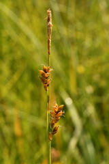 Carex panicea