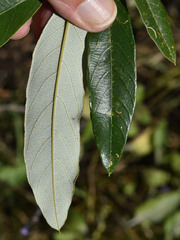 Alphitonia excelsa