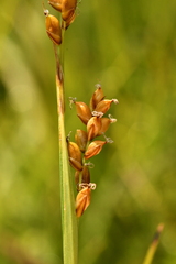 Carex panicea