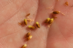 Carex panicea