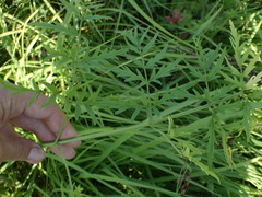 Silphiodaucus prutenicus