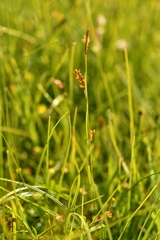 Carex panicea