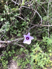 Ipomoea ternifolia