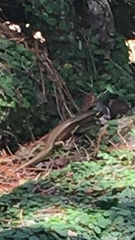 Ateuchosaurus pellopleurus