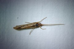 Limnephilus marmoratus