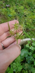 Cyperus strigosus