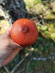 Russula paludosa