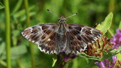 Muschampia floccifera
