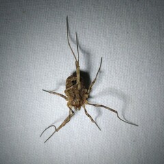 Odiellus spinosus