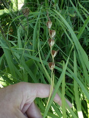Gladiolus imbricatus