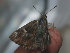 Muschampia floccifera