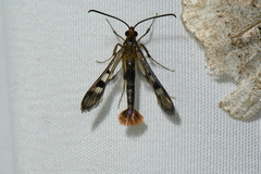 Synanthedon acerni