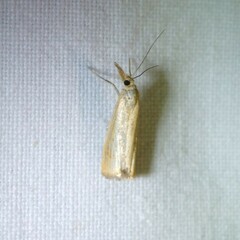 Agriphila straminella