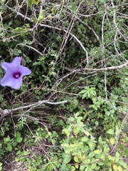 Ipomoea ternifolia