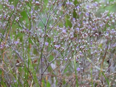 Limonium carolinianum