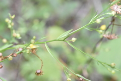 Linum medium texanum