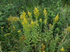 Solidago × niederederi